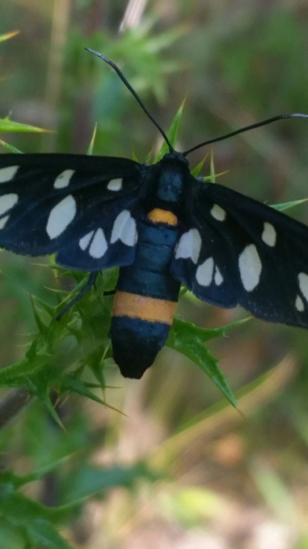 Amata phegea?